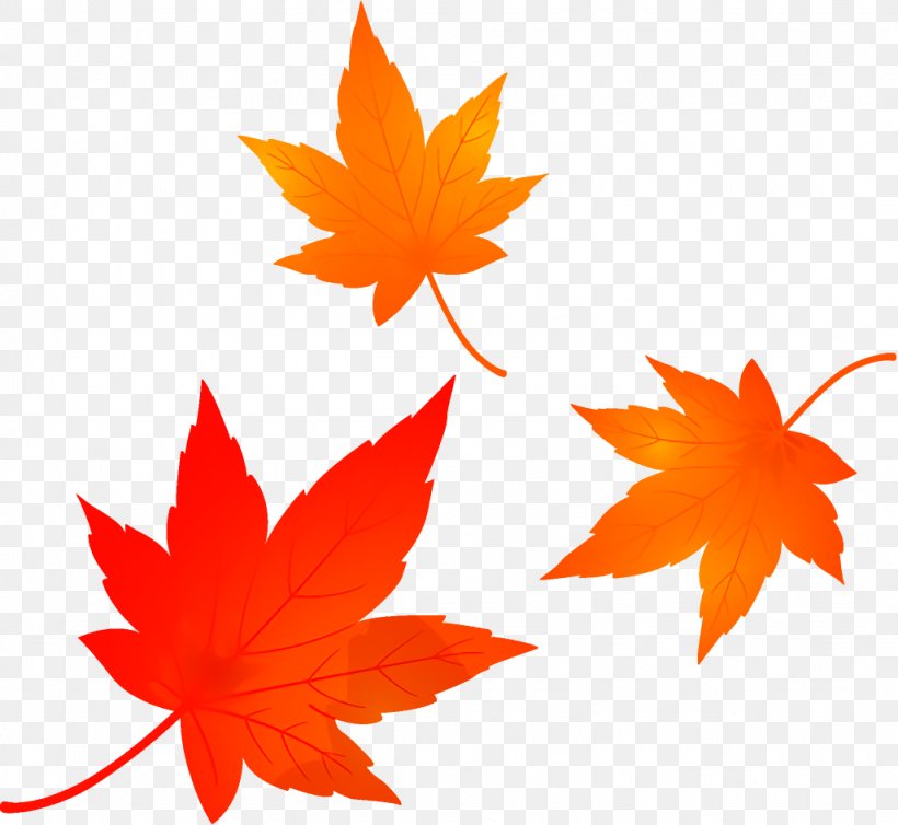 Maple Leaves Autumn Leaves Fall Leaves Png 1026x944px Maple Leaves Autumn Leaves Black Maple Deciduous Fall