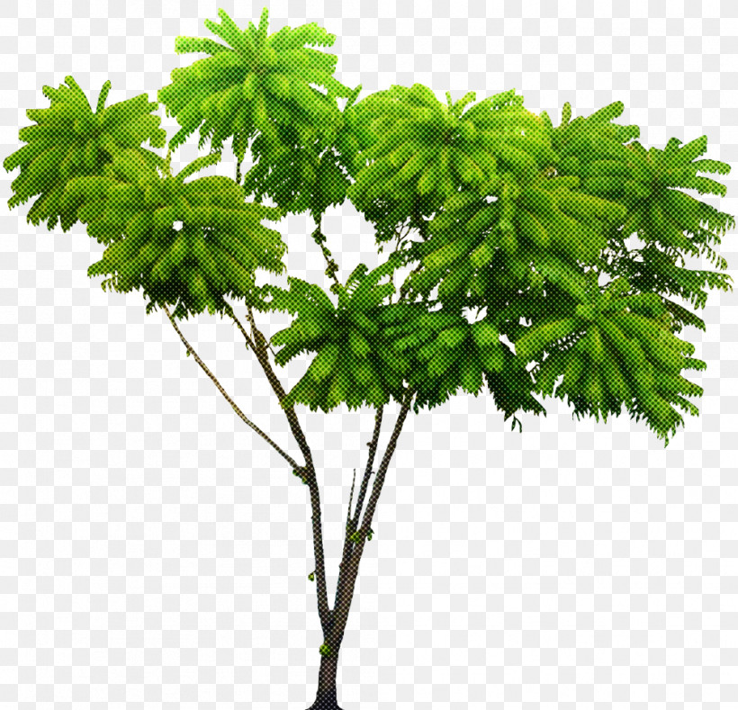 Plant Leaf Flower Tree Woody Plant, PNG, 994x957px, Plant, Branch, Flower, Grass, Houseplant Download Free