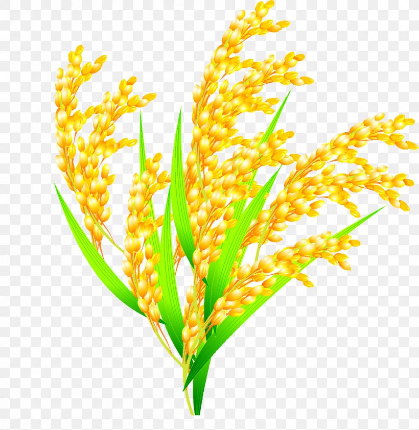 Rice Euclidean Vector Oryza Sativa, PNG, 997x1024px, Rice, Branch, Commodity, Element, Five Grains Download Free