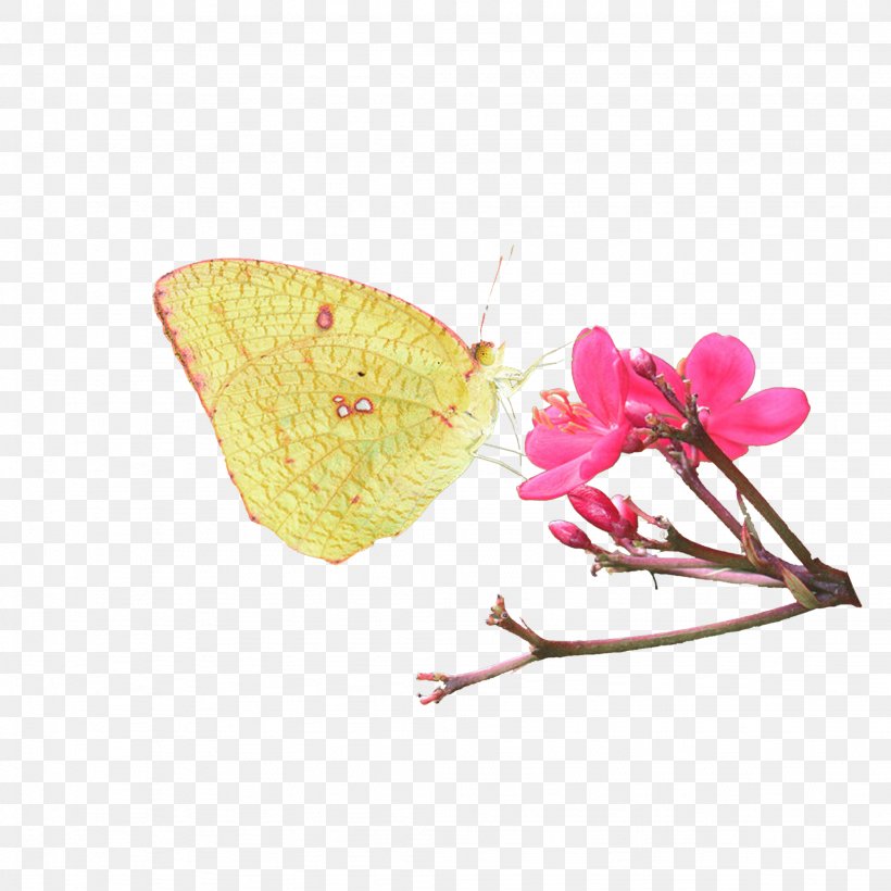 Colias Plaques Edge, PNG, 2048x2048px, Oleander, Butterfly, Heart, Insect, Invertebrate Download Free