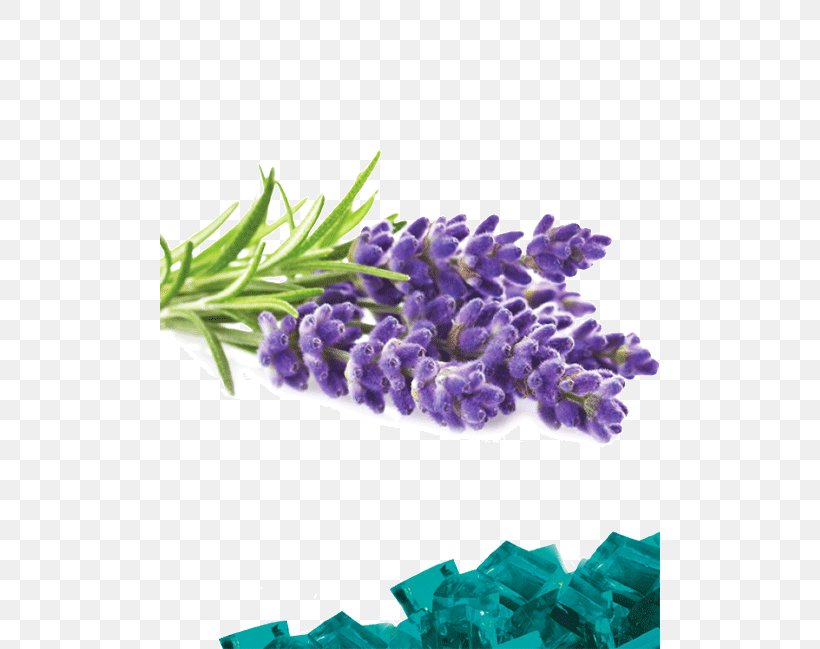 English Lavender Lavender Oil Terpene Terpineol Essential Oil, PNG, 500x649px, English Lavender, Aroma Compound, Aromatherapy, Bath Bomb, Cut Flowers Download Free