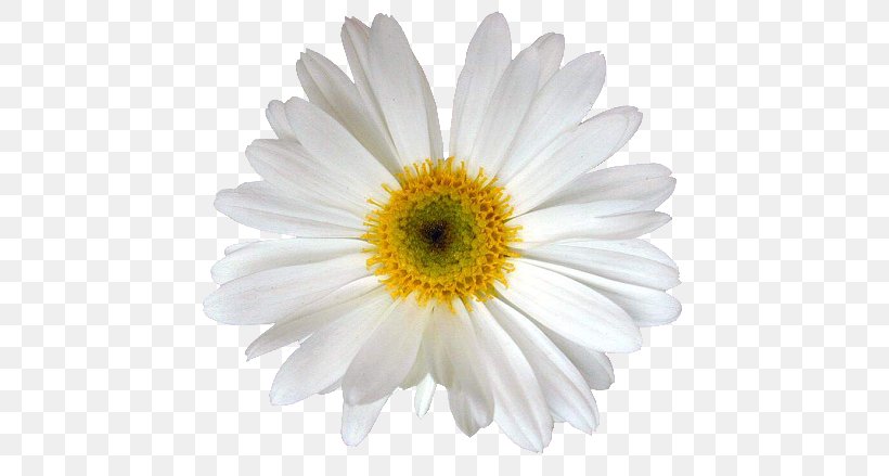 Flower Bouquet Meaning Flor Margarita Common Daisy, PNG, 500x439px, Flower, Aster, Chamaemelum Nobile, Chrysanths, Common Daisy Download Free