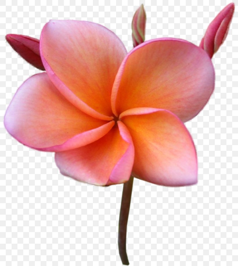 Flower Frangipani Stock Photography Clip Art, PNG, 806x917px, Flower, Cut Flowers, Flowering Plant, Frangipani, Herbaceous Plant Download Free