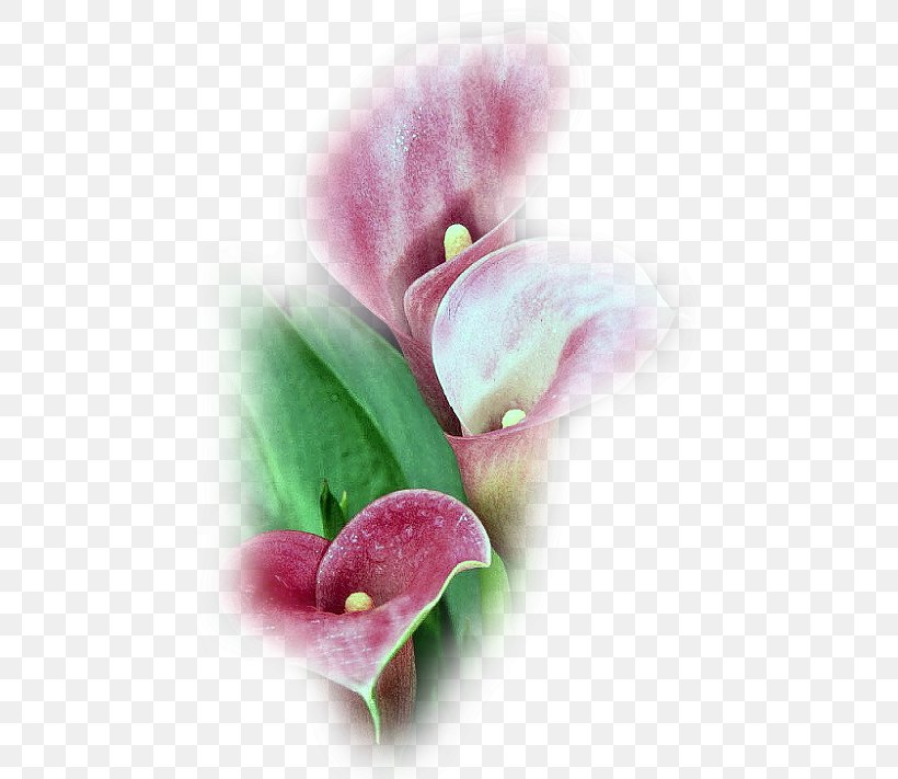 Flower Petal Plants Tulip Image, PNG, 475x711px, Flower, Close Up, Common Sunflower, Magenta, Moth Orchid Download Free