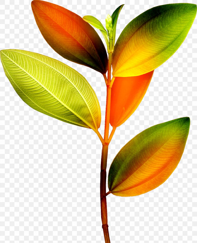 Leaf Branch Plant Stem Clip Art, PNG, 1558x1920px, Leaf, Branch, Flower, Information, Megabyte Download Free