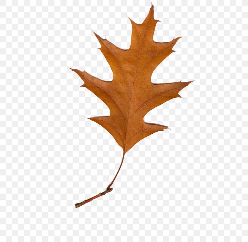 Maple Leaf Autumn Leaves Clip Art, PNG, 474x800px, Leaf, Autumn, Autumn Leaf Color, Autumn Leaves, Deciduous Download Free