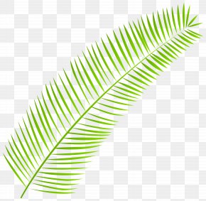 Palm Trees Palm-leaf Manuscript Clip Art Royalty-free, PNG, 980x598px ...