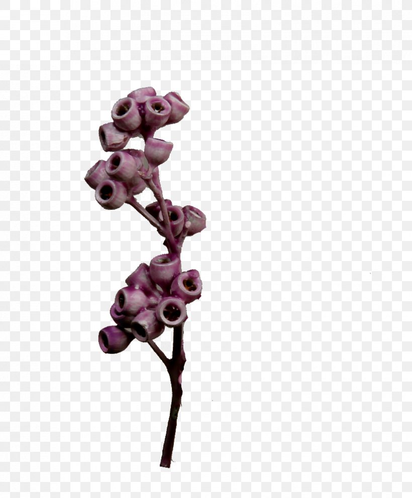 Flowering Plant Plants, PNG, 825x999px, Flowering Plant, Magenta, Plant, Plants, Purple Download Free