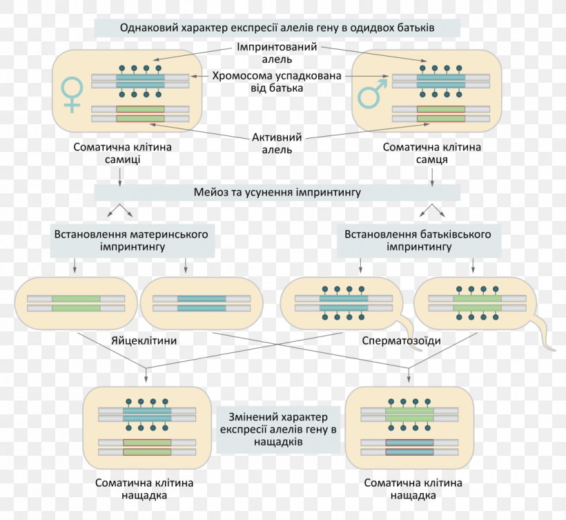 Genomic Imprinting Genome Molecule, PNG, 1115x1024px, Genomic Imprinting, Area, Brand, Communication, Diagram Download Free