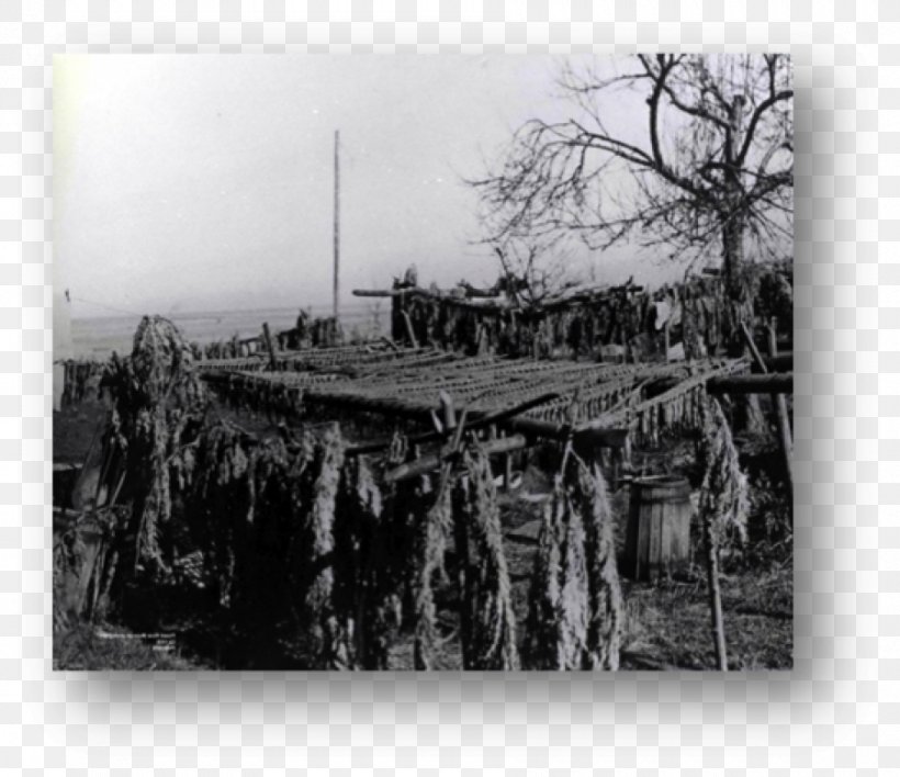 Pacific Herring Sliammon Fishery Scuttle Bay, PNG, 900x778px, Pacific Herring, Aboriginal Australians, Atlantic Herring, Black And White, British Columbia Download Free