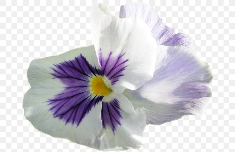 Pansy Violet Petal, PNG, 672x531px, Pansy, Flower, Flowering Plant, Petal, Plant Download Free