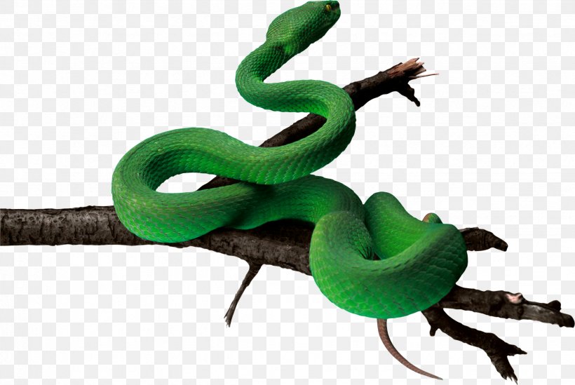 Snake Green Anaconda, PNG, 2466x1654px, Snake, Anaconda, Green Anaconda, Image File Formats, King Cobra Download Free