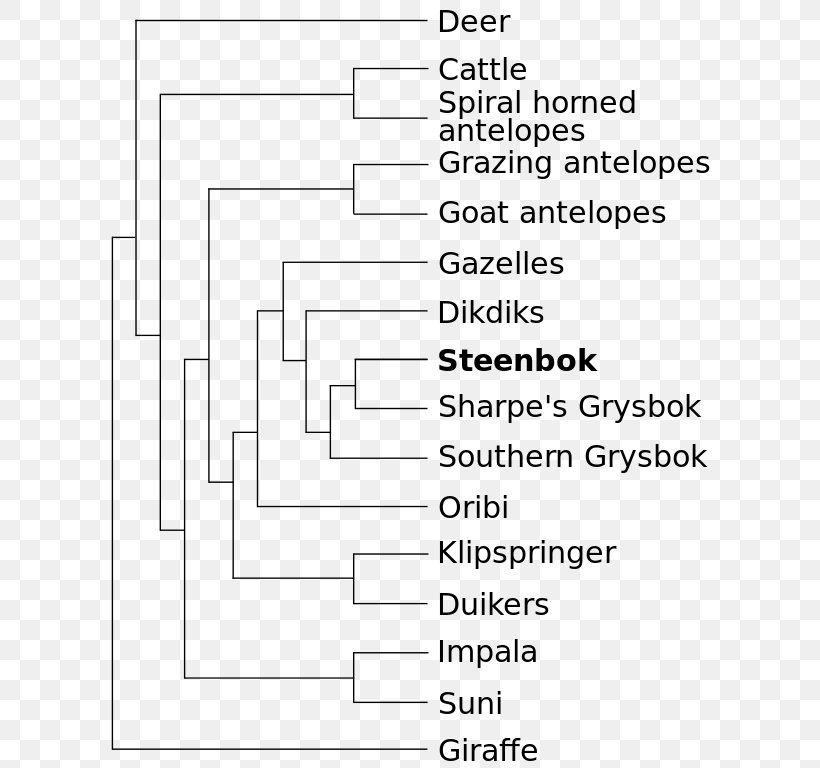 Antelope Okapi Steenbok Phylogenetic Tree Phylogenetics, PNG, 624x768px, Antelope, Area, Black And White, Bovid, Diagram Download Free