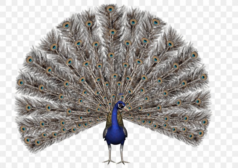 Bird Asiatic Peafowl Royalty-free Stock Photography, PNG, 1024x724px, Bird, Asiatic Peafowl, Beak, Can Stock Photo, Drawing Download Free