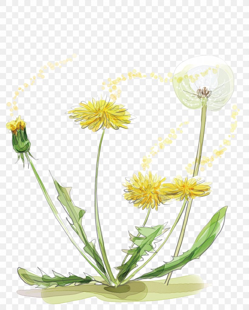 Dandelion Watercolor Painting Plant, PNG, 1298x1614px, Dandelion, Art, Chrysanths, Common Sunflower, Creative Work Download Free
