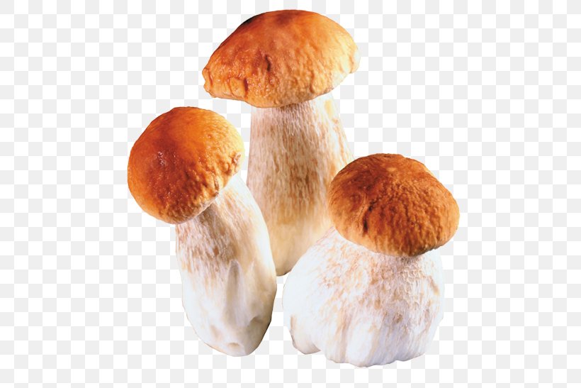 Edible Mushroom Fungus Penny Bun Boletus Aereus, PNG, 500x547px, Edible Mushroom, Boletus, Boletus Aereus, Bread, Bun Download Free