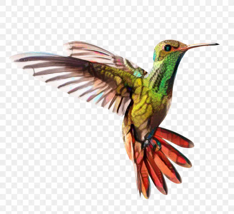 Hummingbird Drawing, PNG, 2696x2468px, Hummingbird, Animal, Beak, Bird, Broadtailed Hummingbird Download Free