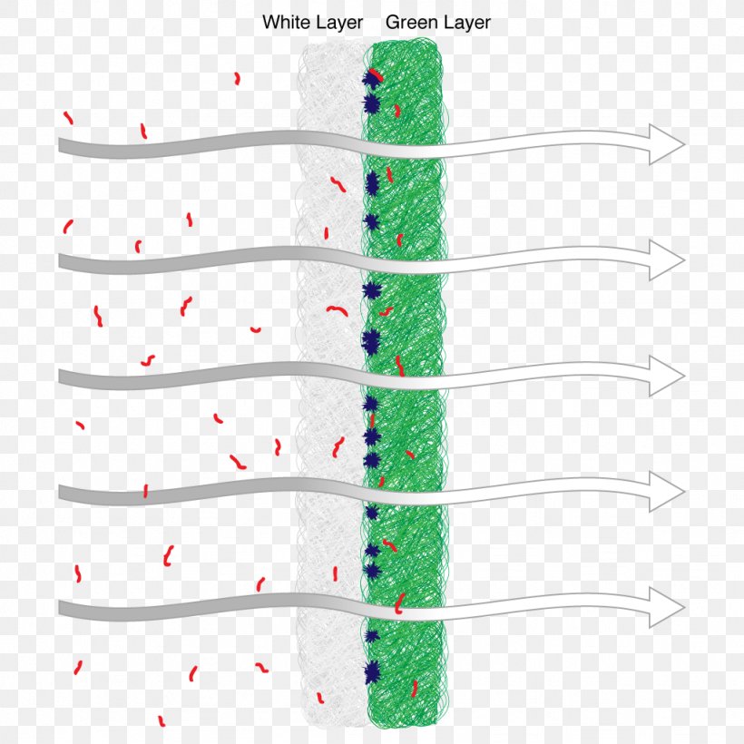 Product Design Angle Line Organism, PNG, 1024x1024px, Organism, Diagram, Green, Parallel, Text Download Free