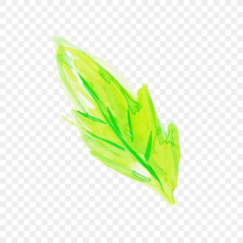Feather, PNG, 2000x2000px, Watercolor Leaf, Chlorophyta, Feather, Grass, Green Download Free