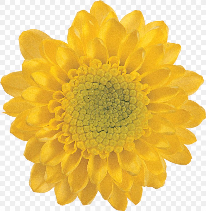 Flower Chrysanthemum Petal Art, PNG, 867x890px, Flower, Art, Chrysanthemum, Chrysanths, Daisy Family Download Free