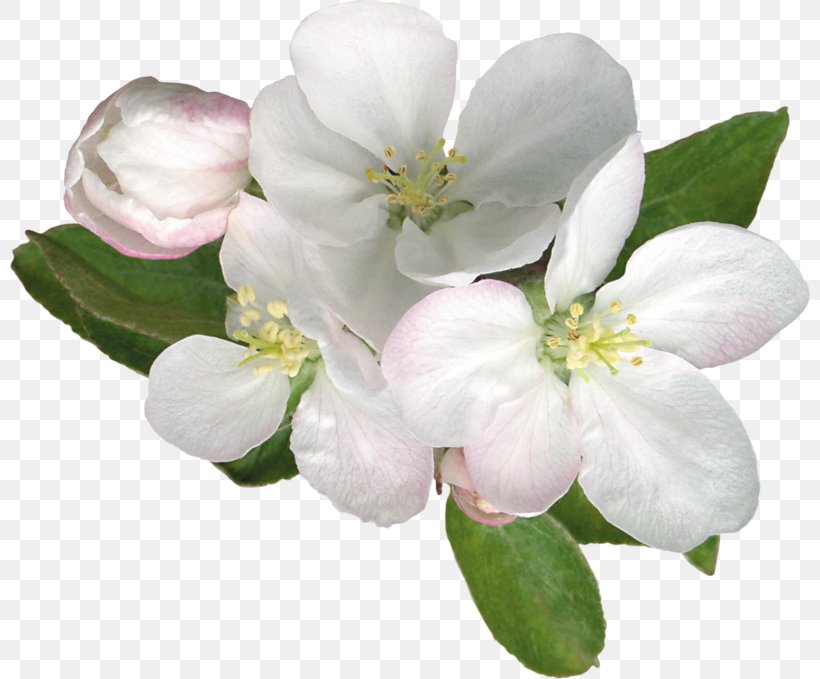Flowering Trees And Shrubs Minsk Clip Art, PNG, 800x679px, Flowering Trees And Shrubs, Apples, Blossom, Branch, Cerasus Download Free