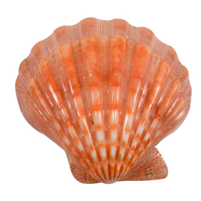 Great Scallop Clam Oyster Cockle Mussel, PNG, 1024x1024px, Great Scallop, Bay Scallop, Clam, Clams Oysters Mussels And Scallops, Cockle Download Free