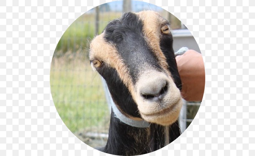 American Lamancha Goat Gothberg Farms LLC Bow Sheep, PNG, 500x500px, American Lamancha Goat, Agricultural Land, Animal, Bow, Breed Download Free
