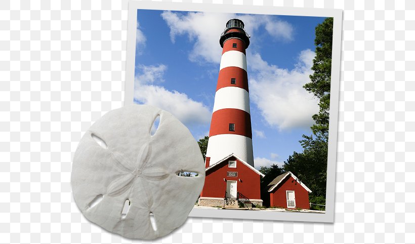 Assateague Lighthouse Chincoteague Chamber Of Commerce Chincoteague Pony Salt Water Taffy, PNG, 545x482px, Chincoteague Pony, Chamber Of Commerce, Chincoteague, Credit, Lighthouse Download Free