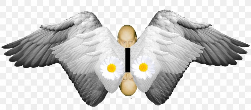 Clip Art Image Lossless Compression Download, PNG, 1600x703px, Lossless Compression, Angel, Beak, Bird, Bird Of Prey Download Free