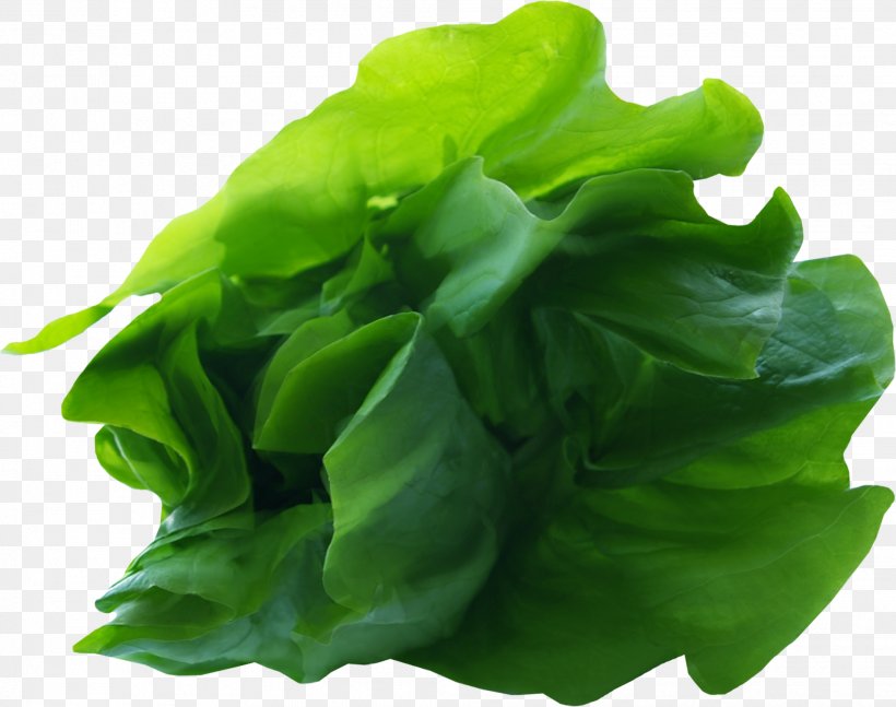 Romaine Lettuce Leaf Vegetable, PNG, 1964x1550px, Romaine Lettuce, Aquatic Plant, Basil, Chard, Choy Sum Download Free