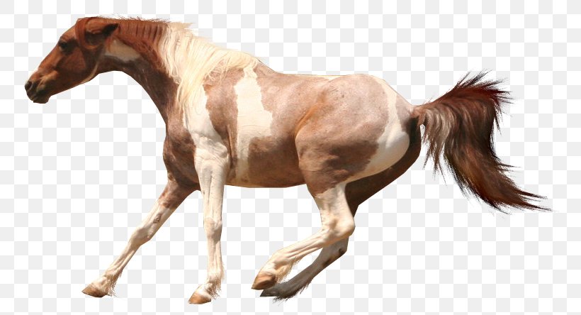 American Paint Horse Arabian Horse American Cream Draft Appaloosa Mustang, PNG, 800x444px, American Paint Horse, American Cream Draft, American Indian Horse, Appaloosa, Arabian Horse Download Free