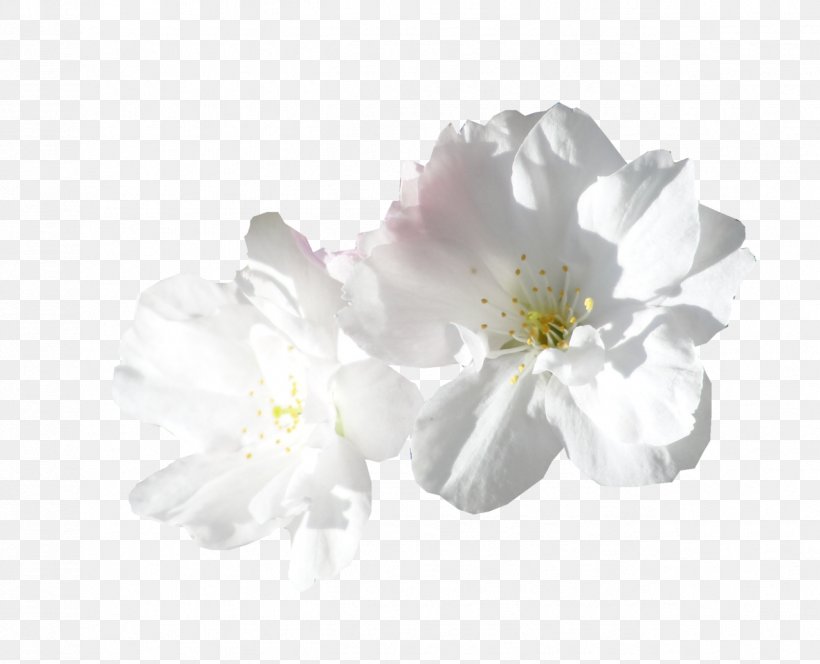 Cut Flowers Animation, PNG, 1275x1033px, Flower, Animation, Art, Blog, Blossom Download Free