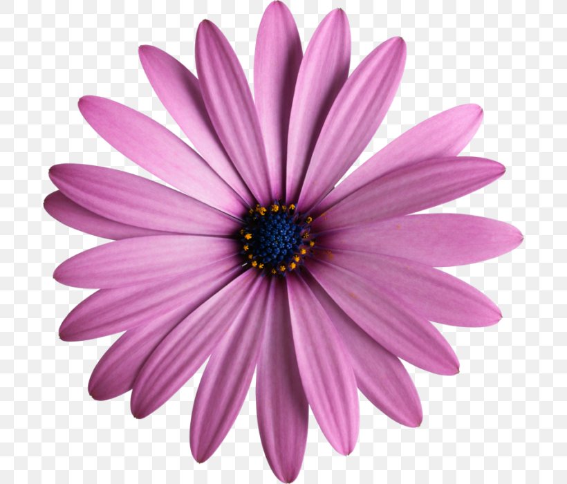 Wie Du Freunde Gewinnst. Dale Carnegie Für Mädchen Flower Petal Floral Design Amazon.com, PNG, 696x700px, Flower, African Daisies, Amazoncom, Aster, Chrysanths Download Free