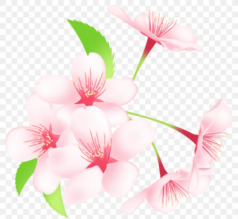 Material, PNG, 1000x921px, Cherry Blossom, Blossom, Branch, Cherry, Flower Download Free