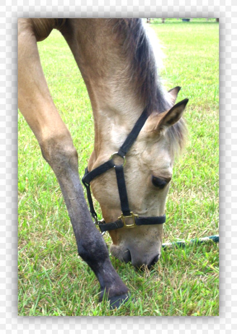 Horse Foal Pony Stallion Mare, PNG, 1342x1891px, Horse, Bit, Bridle, Colt, Farm Download Free