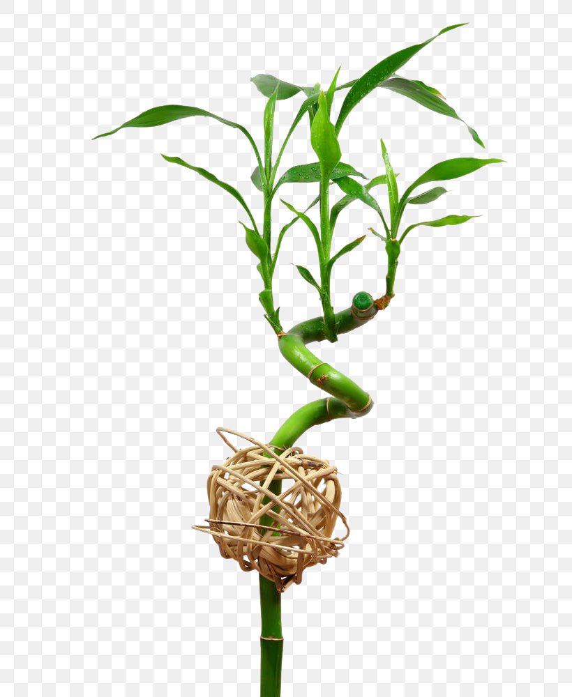 Lucky Bamboo Bamboe Leaf Ornamental Plant, PNG, 683x1000px, Bamboo, Bamboe, Bonsai, Flowerpot, Grass Family Download Free