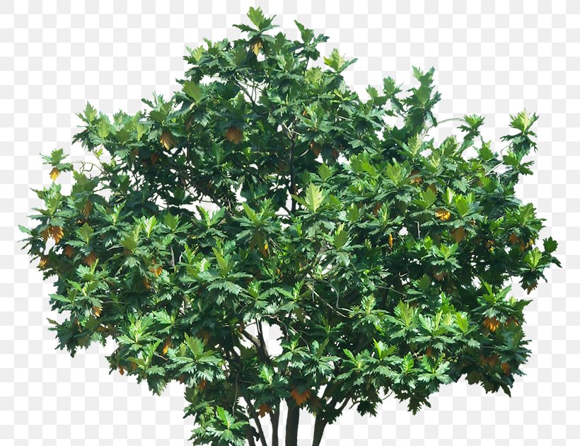 Tree Evergreen Shrub Branch, PNG, 781x630px, Tree, Branch, Breadfruit, Deciduous, Evergreen Download Free
