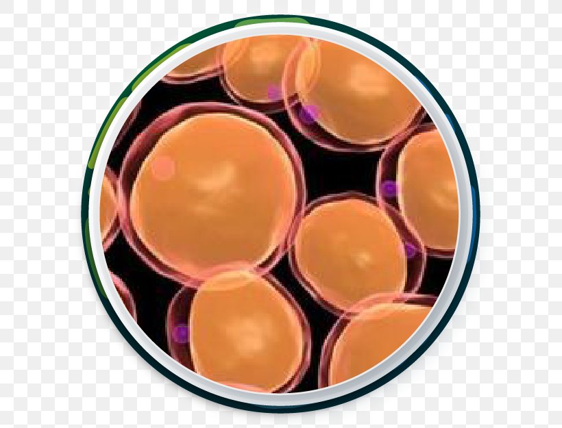 Adipocyte Adipose Tissue Cell Fatty Acid, PNG, 625x625px, Adipocyte, Abdominal Obesity, Adipose Tissue, Alpha Cell, Biology Download Free