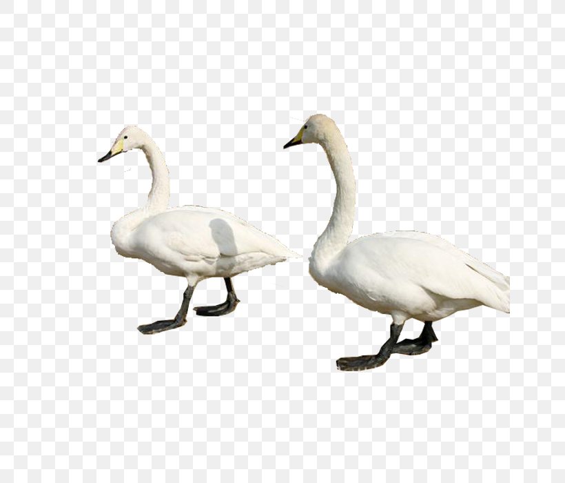 Cygnini Swan Goose Duck Bird, PNG, 700x700px, Cygnini, Animal, Beak, Bird, Domestic Goose Download Free