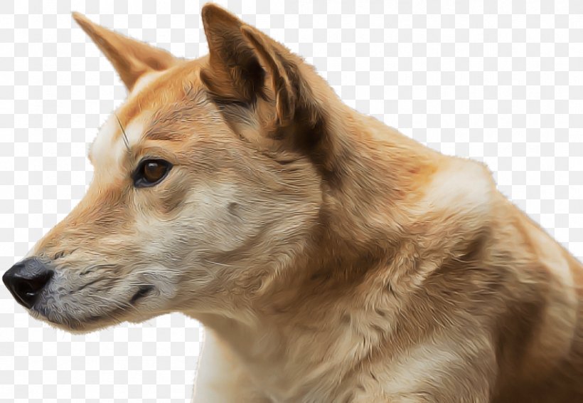 Dog Canaan Dog Snout New Guinea Singing Dog Carolina Dog, PNG, 1053x727px, Dog, Canaan Dog, Carolina Dog, New Guinea Singing Dog, Snout Download Free