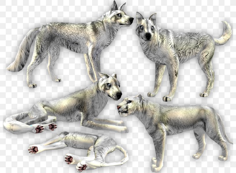 Dog Cat Felidae Canidae Feral Animal, PNG, 800x600px, Dog, Animal, Canidae, Carnivora, Carnivoran Download Free