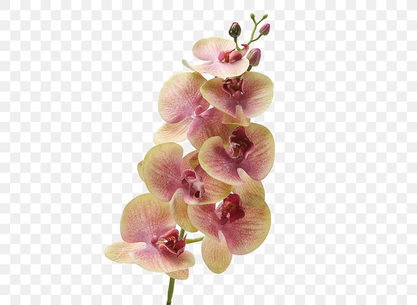 Moth Orchids Dendrobium Cut Flowers Plant Stem, PNG, 600x600px, Moth Orchids, Blossom, Cut Flowers, Dendrobium, Flower Download Free