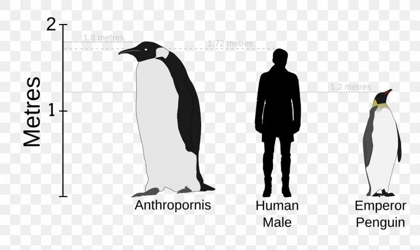 Palaeeudyptinae Anthropornis Pachydyptes Icadyptes Emperor Penguin, PNG, 1200x717px, Palaeeudyptinae, Advertising, Animal, Beak, Bird Download Free