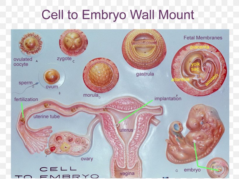 Embryogenesis Human Development Zygote Anatomy, PNG, 1200x900px, Embryo, Anatomy, Cell, Egg Cell, Embryogenesis Download Free