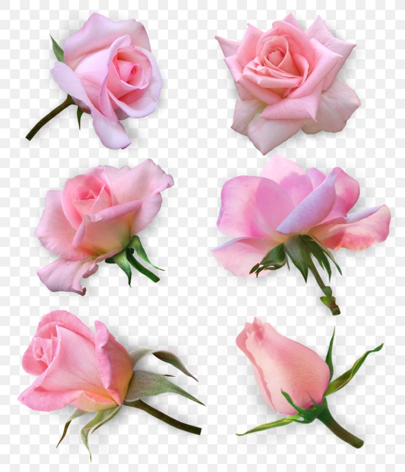 Garden Roses Cabbage Rose Floribunda Cut Flowers, PNG, 800x956px, Garden Roses, Artificial Flower, Cabbage Rose, Cut Flowers, Floral Design Download Free