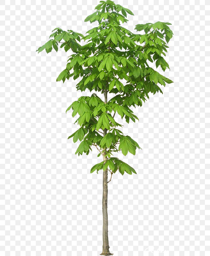 Kapok Tree Paineira Clip Art, PNG, 539x1000px, Tree, Actor, Branch, Fan Bingbing, Flowerpot Download Free