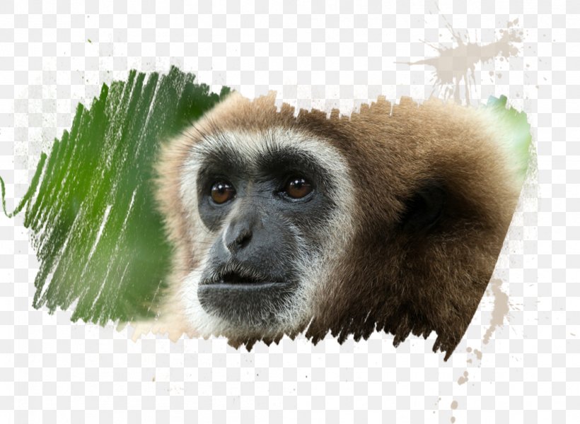 Primate Mandrill Hainan Black Crested Gibbon Yellow-cheeked Gibbon Macaque, PNG, 1046x766px, Primate, Animal, Ape, Black Crested Gibbon, Cercopithecidae Download Free