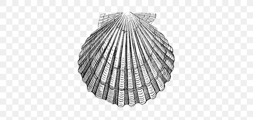 Scallop Seashell Drawing Clip Art, PNG, 400x390px, Scallop, Argopecten Gibbus, Black And White, Cockle, Conch Download Free