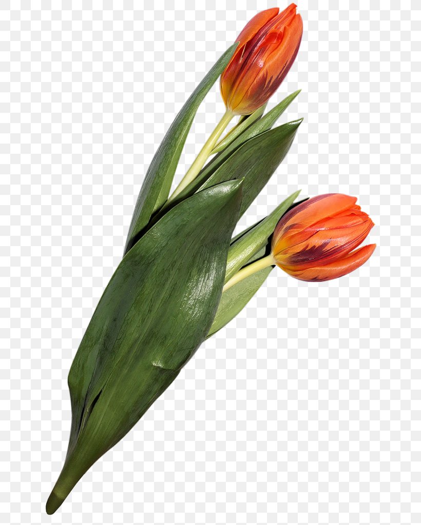 Tulip Cut Flowers Blume Clip Art, PNG, 657x1024px, Tulip, Blume, Bud, Cut Flowers, Flower Download Free