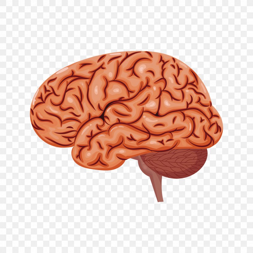Brain Research Neurology UCL Advances Scientist, PNG, 1920x1920px, Watercolor, Cartoon, Flower, Frame, Heart Download Free